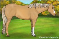 Horse Color:Palomino