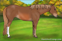 Horse Color:Chestnut 