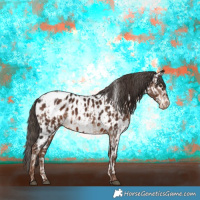 Horse Color:Liver Chestnut Appaloosa  and Liver Chestnut Appaloosa 