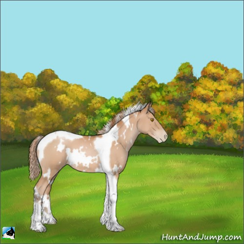 Horse Color:White Spotted Bay Pearl Tobiano 