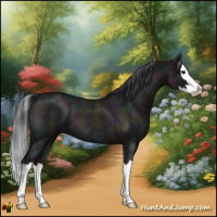 Horse Color:Midnight Grullo Roan Splash