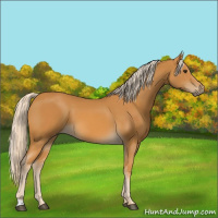 Horse Color:Palomino