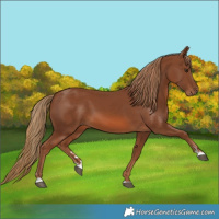 Horse Color:Chestnut 