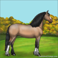 Horse Color:Bay Dun 