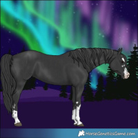 Horse Color:Black  and Black 