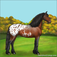 Horse Color:Brown Appaloosa 