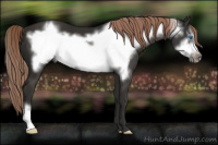 Horse Color:Liver Chestnut Frame 