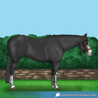 Horse Color:Black and Black