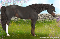 Horse Color:Liver Chestnut