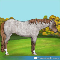 Horse Color:Liver Red Roan