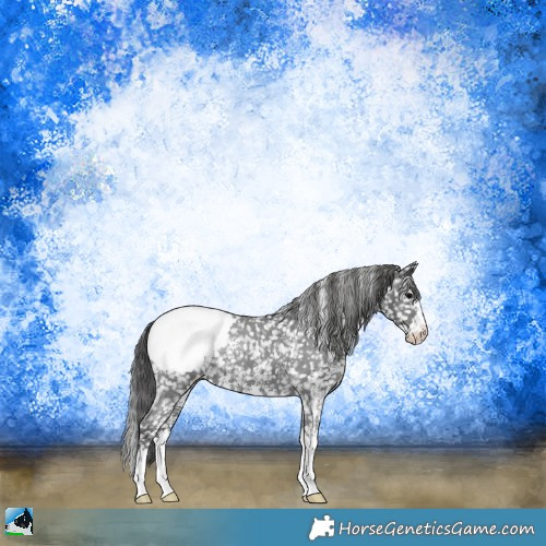 Horse Color:Black Sabino Appaloosa Rabicano 