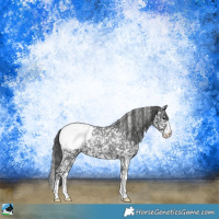 Horse Color:Black Sabino Snowcap Rabicano 
