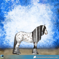 Horse Color:Brown Ice Appaloosa Rabicano 