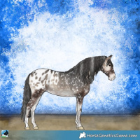 Horse Color:Blue Onyx Appaloosa Rabicano 