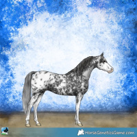 Horse Color:Black Sabino Appaloosa 