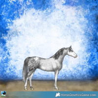Horse Color:Black Sabino Snowcap Rabicano 