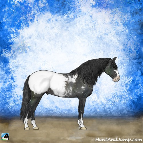 Horse Color:Black Sabino Appaloosa Rabicano 