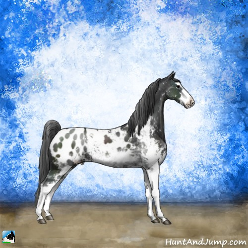 Horse Color:Black Sabino Appaloosa Rabicano 
