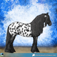 Horse Color:Black Ice Appaloosa 