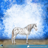 Horse Color:Liver Chestnut Ice Appaloosa 