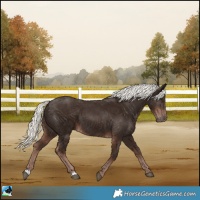 Horse Color:Liver Chestnut Mushroom 