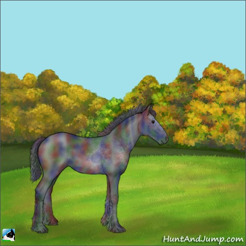 Horse Color:Nacre Black Chinchilla 