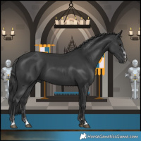 Horse Color:Black and Black