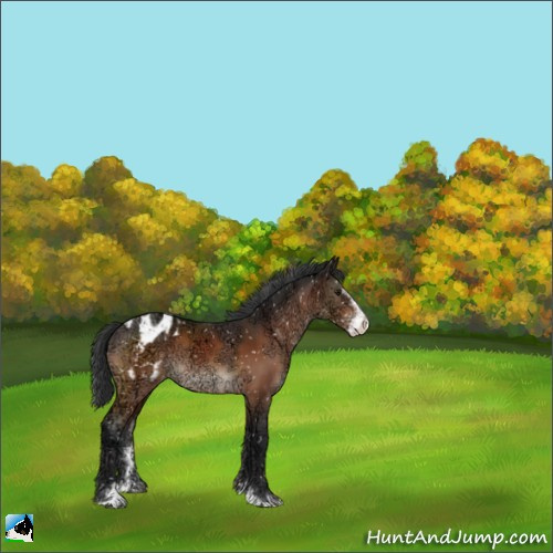 Horse Color:Brown Ice Sabino Appaloosa Rabicano 