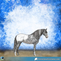 Horse Color:Black Sabino Appaloosa 