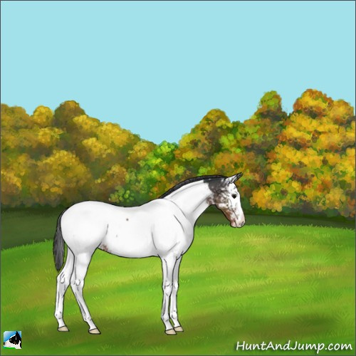 Horse Color:White Spotted Brown Sabino Appaloosa Rabicano 
