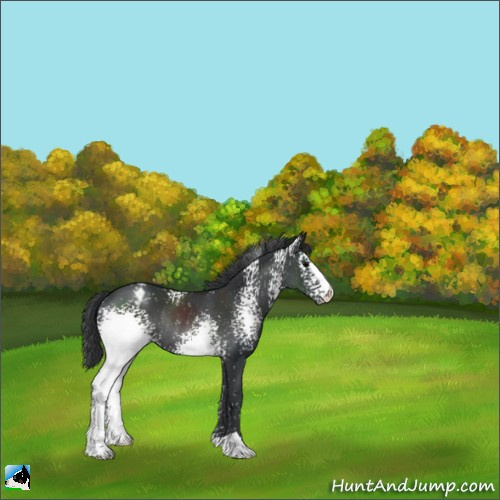 Horse Color:White Spotted Black Appaloosa Rabicano 