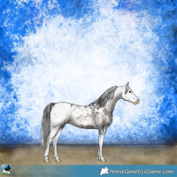 Horse Color:Blue Onyx Sabino Appaloosa 