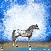 Horse Color:Blue Onyx Sabino Appaloosa Rabicano 