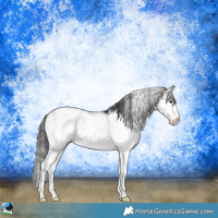 Horse Color:Blue Onyx Sabino Appaloosa Rabicano 