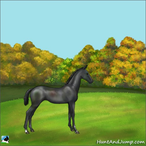 Horse Color:Black Sabino 