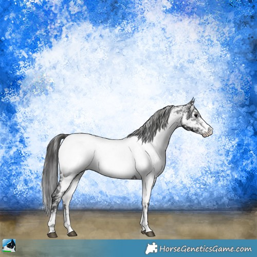 Horse Color:Black Sabino Appaloosa Rabicano 