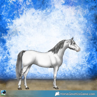 Horse Color:Black Sabino Appaloosa Rabicano 