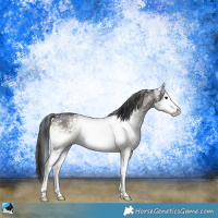 Horse Color:White Spotted Blue Onyx Sabino Appaloosa Rabicano 