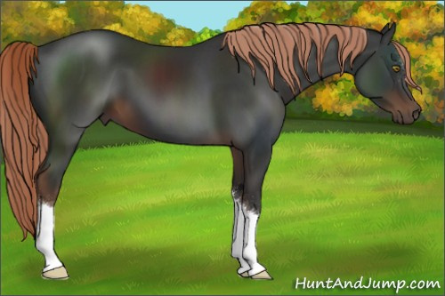 Horse Color:Liver Chestnut 