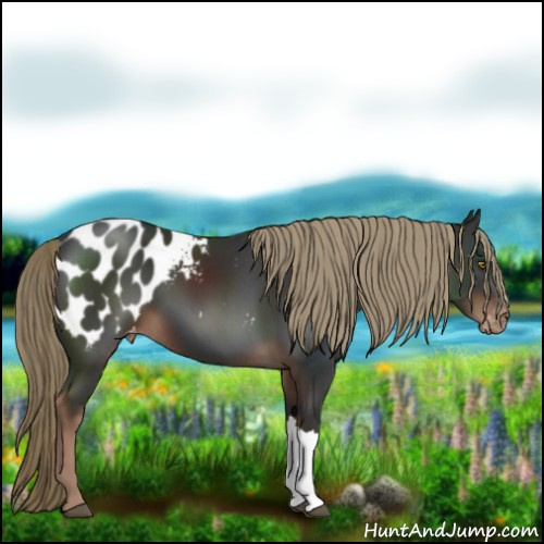 Horse Color:Liver Chestnut Appaloosa 