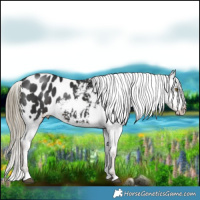 Horse Color:Liver Chestnut Appaloosa