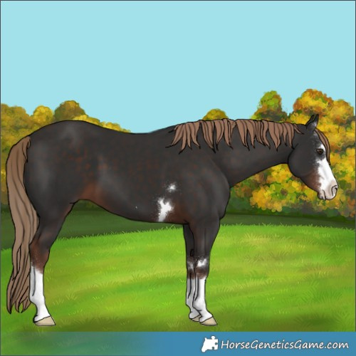 Horse Color:Liver Chestnut 