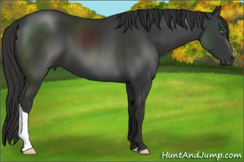 Horse Color:Liver Chestnut 