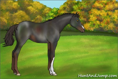 Horse Color:Liver Chestnut 