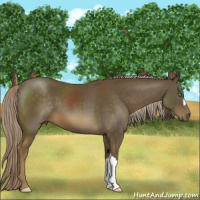 Horse Color:Chocolate Palomino 