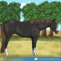 Horse Color:Liver Chestnut 