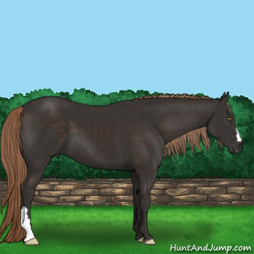Horse Color:Liver Chestnut