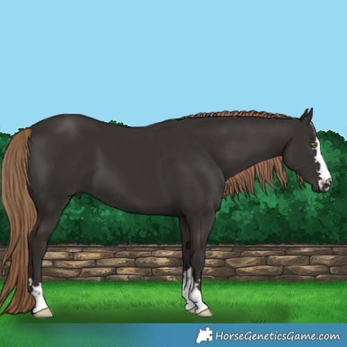Horse Color:Liver Chestnut 