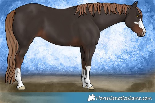 Horse Color:Liver Chestnut 