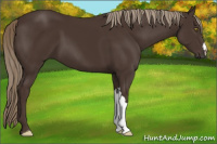 Horse Color:Liver Chestnut 